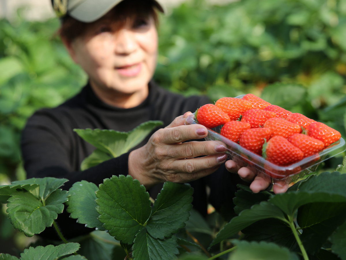 A farm employee wearing a cap and surrounded by plants holds up a tub of strawberries
